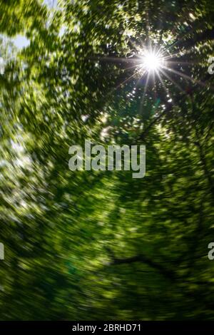 Ein kreisförmiges Unschärffoto der Sonne, die aus Froschperspektive durch Äste im Wald scheint Stockfoto