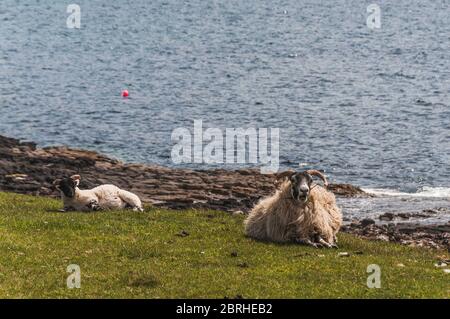 Schwarzgesicht Schafe liegen auf dem Rasen mit Blick auf das Meer in der Isle of Skye Stockfoto