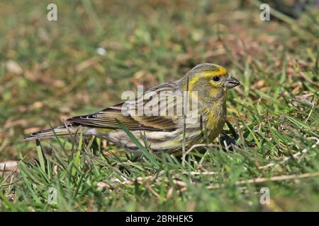 European Serin (Serinus serinus) Erwachsene Männchen füttern auf dem Boden Eccles-on-Sea, Norfolk, Großbritannien, Europa April Stockfoto