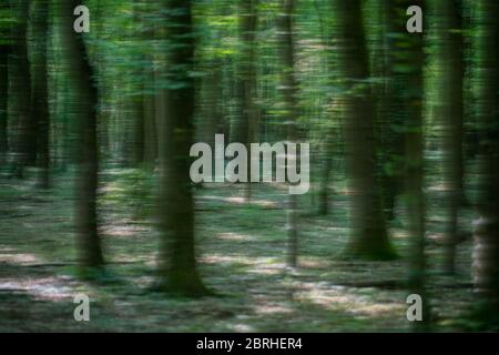 Eine Bewegung von Bäumen im Wald Stockfoto