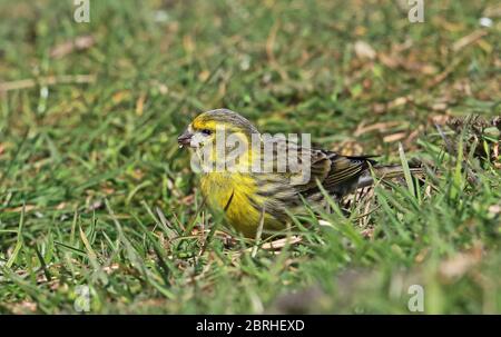 European Serin (Serinus serinus) Erwachsene Männchen füttern auf dem Boden Eccles-on-Sea, Norfolk, Großbritannien, Europa April Stockfoto