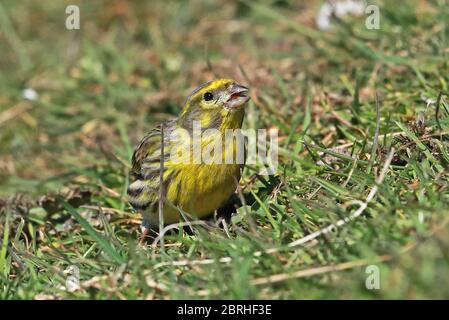 European Serin (Serinus serinus) Erwachsene Männchen füttern auf dem Boden Eccles-on-Sea, Norfolk, Großbritannien, Europa April Stockfoto