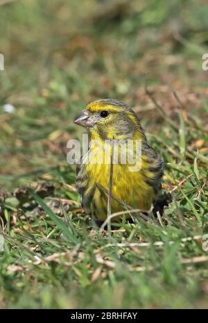 European Serin (Serinus serinus) Erwachsene Männchen füttern auf dem Boden Eccles-on-Sea, Norfolk, Großbritannien, Europa April Stockfoto