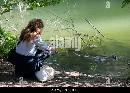 Eine Frau fotografiert Enten im See mit ihrem Smartphone während sie hockt Stockfoto