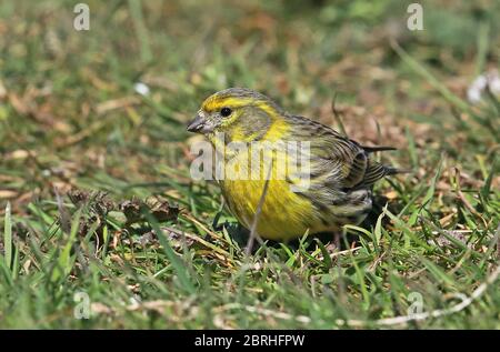 European Serin (Serinus serinus) Erwachsene Männchen füttern auf dem Boden Eccles-on-Sea, Norfolk, Großbritannien, Europa April Stockfoto