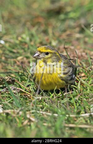 European Serin (Serinus serinus) Erwachsene Männchen füttern auf dem Boden Eccles-on-Sea, Norfolk, Großbritannien, Europa April Stockfoto