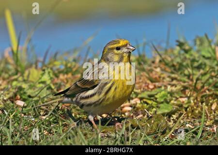 European Serin (Serinus serinus) Erwachsene Männchen füttern auf dem Boden Eccles-on-Sea, Norfolk, Großbritannien, Europa April Stockfoto