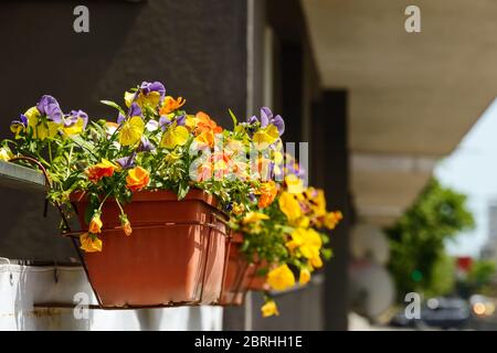 Balkon im ersten Stock mit blühenden Gartenschlanken oder Herzsease in leuchtenden Gelb-, Lila- und Orangenfarben in braunen Blumentöpfen. Gartenarbeit. Stockfoto