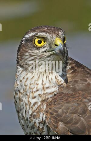 Eurasische Sparrowhawk (Accipiter nisus nisus) Nahaufnahme des Kopfes des unreifen Eccles-on-Sea, Norfolk, Großbritannien Mai Stockfoto