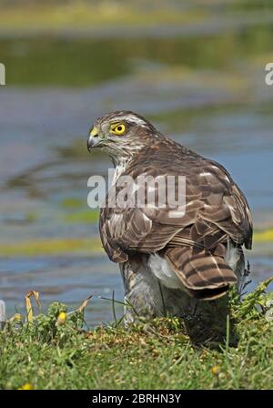 Eurasische Sparrowhawk (Accipiter nisus nisus) unreif stehend auf dem Boden von Teich Eccles-on-Sea, Norfolk, Großbritannien Mai Stockfoto