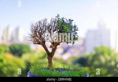Kleiner Baum Wächst In Der Stadt Umwelt Stockfoto