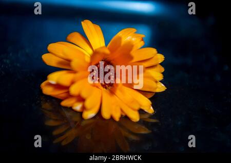 Orangenblüte Stockfoto