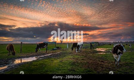 Freundliche Kühe hallo sagen bei Sonnenuntergang. Nord Kalifornien, USA. Stockfoto