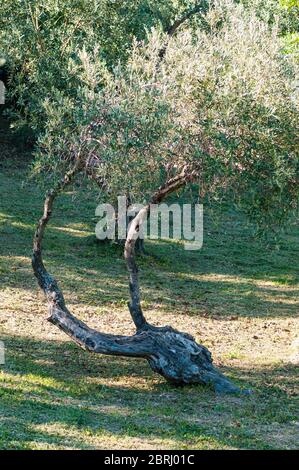 Bilder aufgenommen auf der wunderschönen Insel Skiathos, die sich im tiefblauen Wasser der Ägäis befindet. Stockfoto