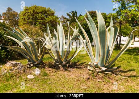 Bilder aufgenommen auf der wunderschönen Insel Skiathos, die sich im tiefblauen Wasser der Ägäis befindet. Stockfoto