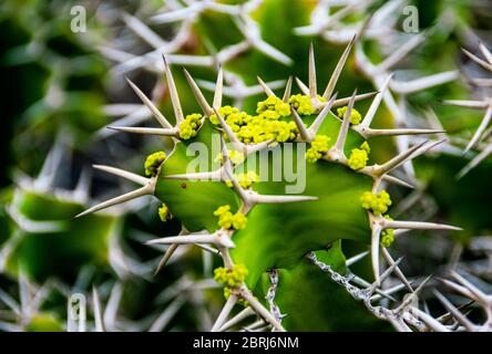 Nahaufnahme auf Euphorbia Grandicornis, Kuhhornkaktus mit zarten gelb-grünen Blüten. Stockfoto