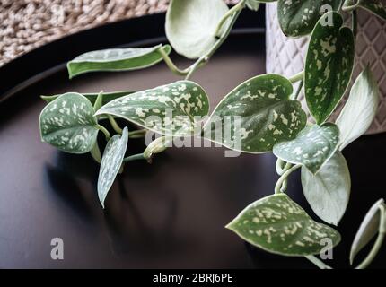 Nahaufnahme der hängenden Rebe der Satinpothos (scindapsus pictus) Hauspflanze in einem dekorativen weißen Topf auf einem dunklen Tablett. Exotisches trendy Hauspflanzen Detail. Stockfoto
