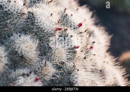 Mammillaria geminispina (Doppelstachelkaktus) mit weißen Stacheln und roten Kaktusfrüchten. Nahaufnahme eines Kaktus im Cactus Garden auf Lanzarote. Stockfoto