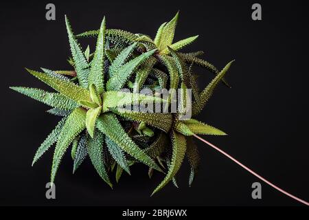Nahaufnahme in Low Key auf haworthia attenuata saftige Zimmerpflanze, die attraktive grüne Rosetten bildet. Auffallend saftige Zimmerpflanze auf dunklem Hintergrund. Stockfoto
