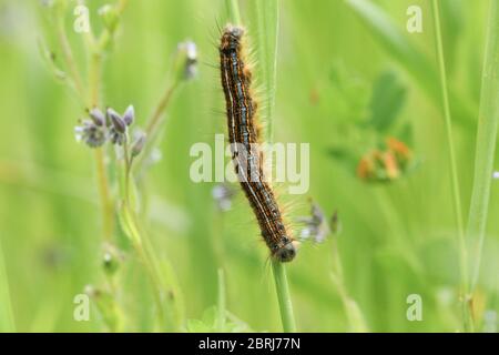 Ein Lackey Moth Caterpillar, Malacosoma neustria, auf einem Pflanzenstamm in einer Wiese ruhend. Stockfoto