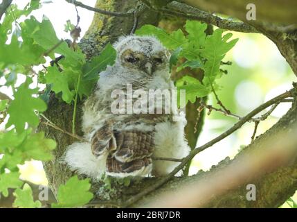 Ein verschlafener Eule Tawny, Strix aluco, der im Frühjahr in einer Eiche in Großbritannien tappiert. Stockfoto