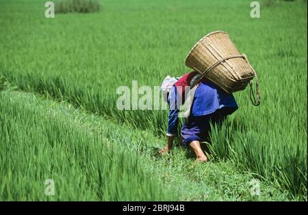 Arbeiter, die Reis auf dem Feld erntet, Xizhou, Provinz Yunnan, China Stockfoto