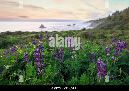 Sonnenuntergang an einem felsigen Strand, Nord-Kalifornien, USA Stockfoto