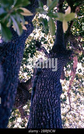 iguana in einem Baum im Seminario Park, auch bekannt als Iguana Park, 26. April 1982, Guayaquil, Ecuador, Südamerika Stockfoto