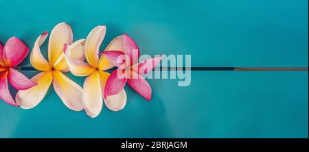 Plumeria oder Plumaria Blumen mit blauem Hintergrund Stockfoto