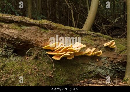 Fruchtkörper als Schichtenregale von Laetiporus sulfureus, einem hellen Polyphore Pilz auf einem gefallenen Edelkastanienbaum in reifen Wäldern Stockfoto