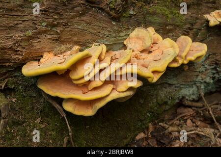 Fruchtkörper als Schichtenregale von Laetiporus sulfureus, einem hellen Polyphore Pilz auf einem gefallenen Edelkastanienbaum in reifen Wäldern Stockfoto