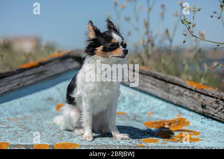 chihuahua auf einem alten blauen Fischerboot in der Wildnis Stockfoto