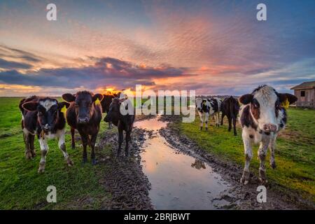 Freundliche Kühe hallo sagen bei Sonnenuntergang. Nord Kalifornien, USA. Stockfoto
