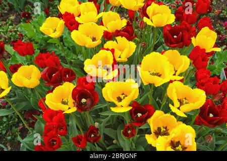 Rote und gelbe Tulpen Stockfoto