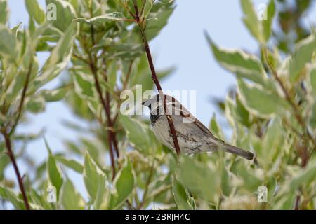 Haussparrow - Passer domesticus Männchen im Dogwood Busch gegen blauen Himmel Stockfoto