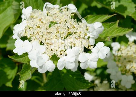 Gefüllte Schneeball - Viburnum opulus weiße Blüten und Blätter Stockfoto
