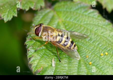 Gewöhnliche gebänderte Hoverfly - Syrphus ribesii auf Bramble-Blatt Stockfoto