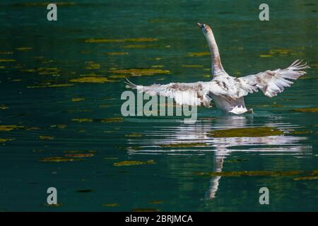 Nahaufnahme von juvenilen Schwanen, die Flügel auf dem See in Wiltshire, Großbritannien schlagen Stockfoto