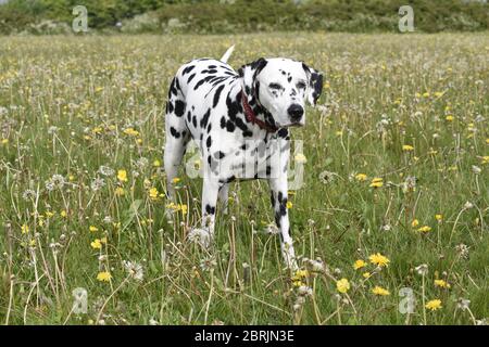 Dalmation Laufen, sitzen und posieren in Wildblumenwiese, Wiltshire, England Stockfoto