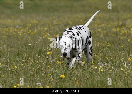 Dalmation Laufen, sitzen und posieren in Wildblumenwiese, Wiltshire, England Stockfoto