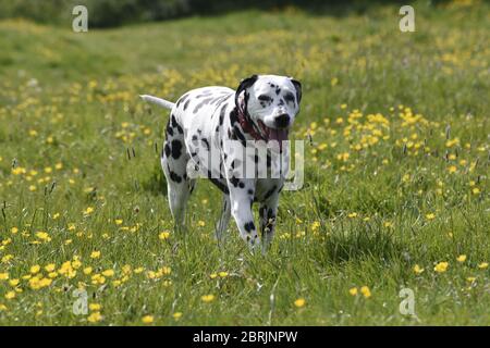 Dalmation Laufen, sitzen und posieren in Wildblumenwiese, Wiltshire, England Stockfoto