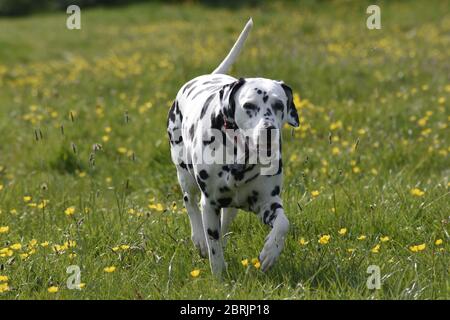 Dalmation Laufen, sitzen und posieren in Wildblumenwiese, Wiltshire, England Stockfoto