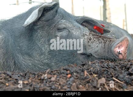 Schwein, schlafen Stockfoto