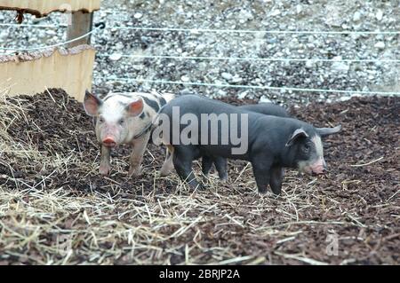 Ferkel im Hof Stockfoto