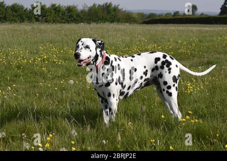 Dalmation Laufen, sitzen und posieren in Wildblumenwiese, Wiltshire, England Stockfoto