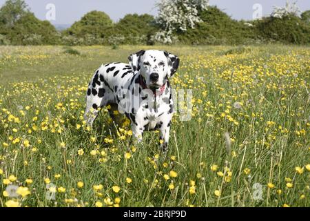 Dalmation Laufen, sitzen und posieren in Wildblumenwiese, Wiltshire, England Stockfoto