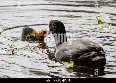 Baby gurrt mit Eltern auf dem See Stockfoto