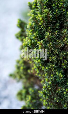 Nahaufnahme von kleinen grünen Nadeln, die auf einem winzigen Baum wachsen Stockfoto