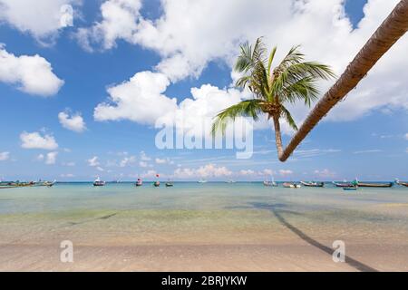 Biegebaum am Strand von Sairee, Koh Tao, Thailand Stockfoto