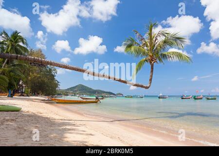 Biegebaum am Strand von Sairee, Koh Tao, Thailand Stockfoto